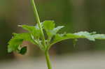 Rose verbena